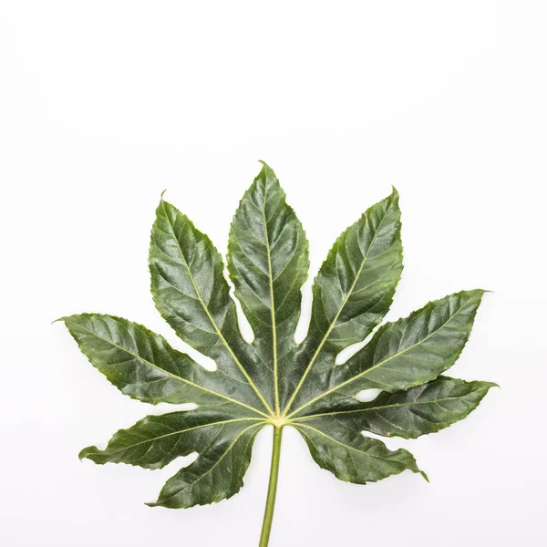 Verde tropical, hojas de palma, ramas de hojas sobre fondo blanco. plano, vista superior — Foto de Stock