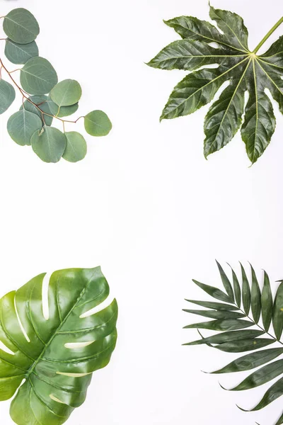 Diferentes hojas tropicales sobre fondo blanco — Foto de Stock