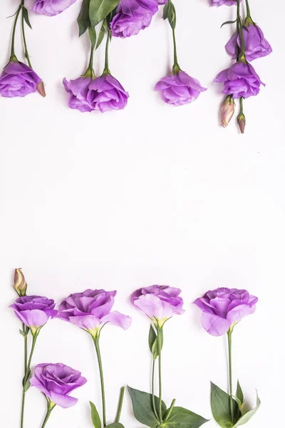 Фиолетовые фиолетовые цветы эустомы плоская рамка — стоковое фото