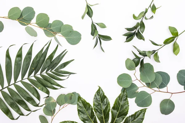 Beyaz arkaplanda farklı tropik yapraklar