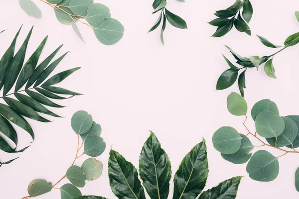 Pembe bir arka plan üzerinde farklı tropikal yaprak