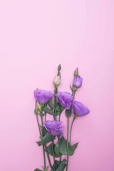 Аромат цветов эустомы на розовом деревянном фоне — стоковое фото