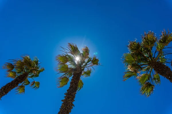 Mavi bir gökyüzü ve bulutlar beyaz arka plan üzerinde palmiye ağaçları, — Stok fotoğraf
