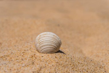 Shell Kum plajındaki