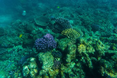 Deniz ya da okyanus sualtı mercan kayalığı. Yaz meslek