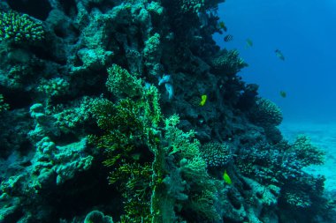 Kızıl deniz mercan resifi sert mercanlar, balıklar ve güneşli gökyüzü temiz su su altında parlayan ile