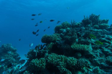 Tropikal balık deniz sualtı mercan resif sahne