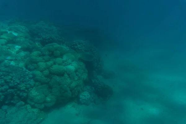 Beautiful seabed background, gorgeous sea bottom through transparent blue water, majestic marine life, travel and vacation concept