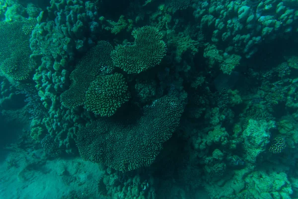 Bellissimo fondo marino, splendido fondo marino attraverso l'acqua blu trasparente, maestosa vita marina, concetto di viaggio e vacanza — Foto Stock