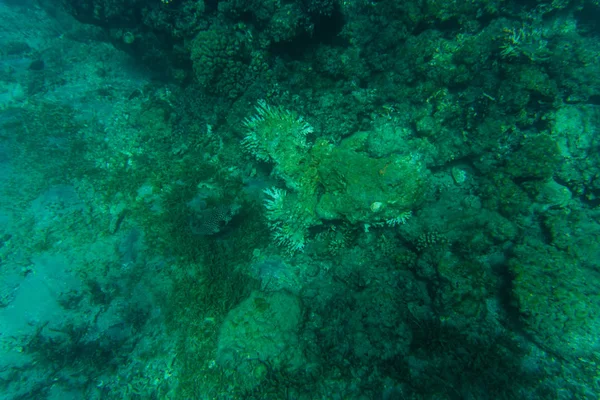 Barriera Corallina in acque blu chiaro. Mondo marino . — Foto Stock