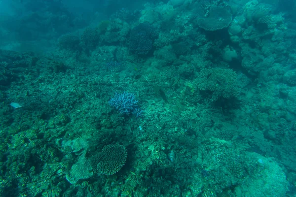 Ψαροντούφεκο σε έναν όμορφο πολύχρωμο κοραλλιογενή ύφαλο στη θάλασσα. Καλοκαιρινές διακοπές. — Φωτογραφία Αρχείου