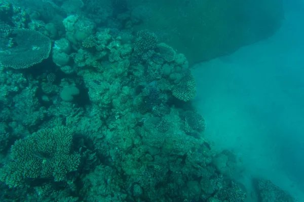 Snorcheling su una bellissima barriera corallina colorata in mare. vocazione estiva . — Foto Stock