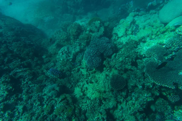 Snorcheling su una bellissima barriera corallina colorata in mare. vocazione estiva . — Foto Stock