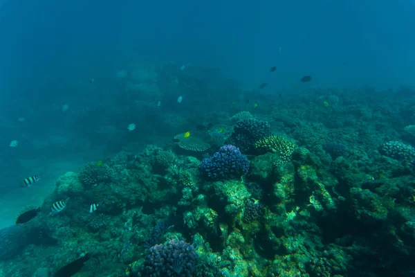 Mare o oceano barriera corallina sottomarina. vocazione estiva — Foto Stock