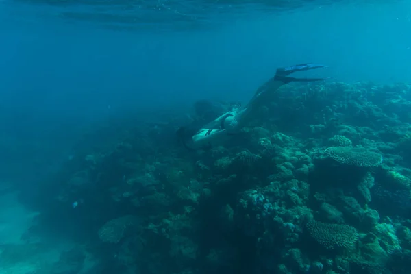 스노클링과 무료 여자의 수 중 사진 산호초에서 명확한 열 대 물에 다이빙. 바다 수 중. — 스톡 사진