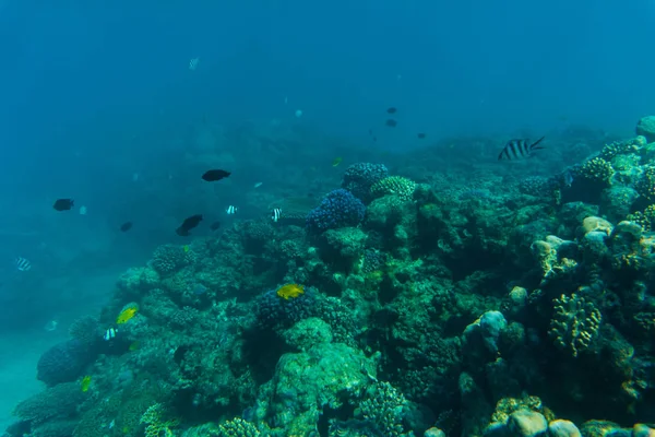 Mare o oceano barriera corallina sottomarina. vocazione estiva — Foto Stock