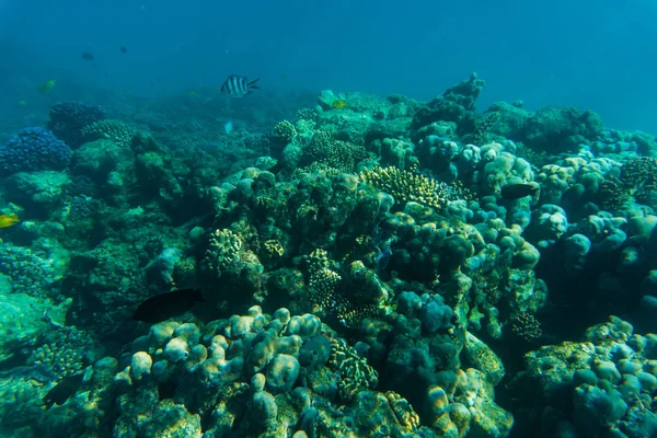 水中のサンゴ礁の海または海夏休み — ストック写真