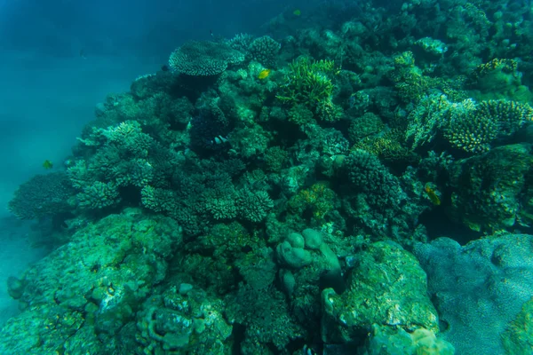 Mer et océan fond récif corallien sous-marin. Contexte marin — Photo