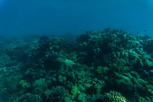 熱帯のサンゴ礁と魚類、海洋生物。海や水中の海. — ストック写真