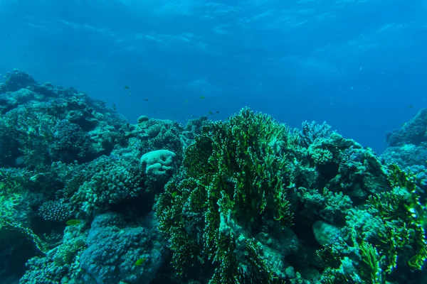 열 대 산호초와 물고기, 해양 생물 바다 또는 바다 수 중. — 스톡 사진