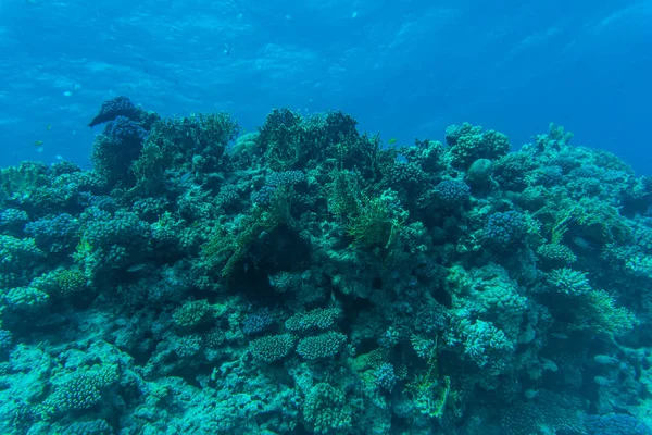 소프트 및 하드 산호와 이국적인 산호초 anthias 푸른 물 배경, 수 중에 열 대 바다에서 물고기 — 스톡 사진