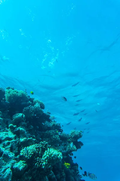 Coral reef with soft and hard corals and exotic fishes anthias in tropical sea on blue water background, underwater — Stock Photo, Image