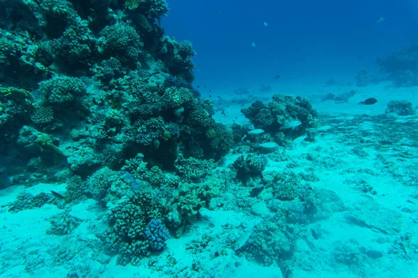 Arrecife de coral de mar rojo con corales duros, peces y cielo soleado que brilla a través del agua limpia bajo el agua — Foto de Stock