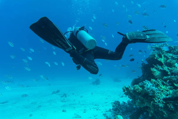 산호초 수 중 바다에 물고기와 스쿠버 다이빙 — 스톡 사진