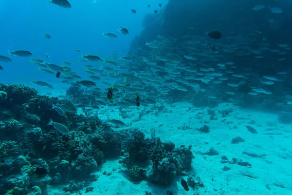 背景に澄んだ青い水の周りの魚とサンゴ礁 — ストック写真