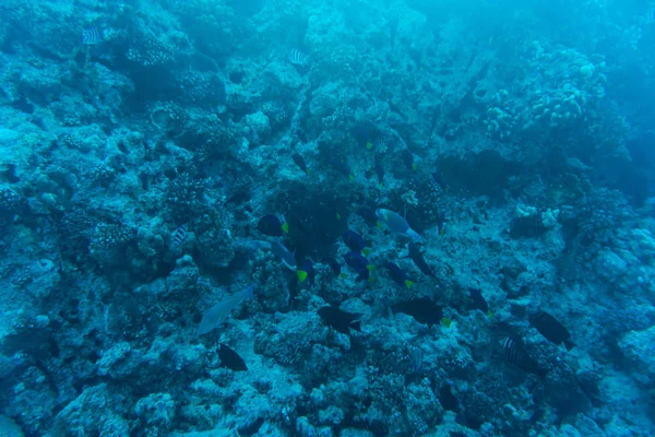 Young coral reef formation on sandy sea bottom. Deep blue sea perspective view with clean water and sunlight. Marine life with animals and plant. — Stock Photo, Image