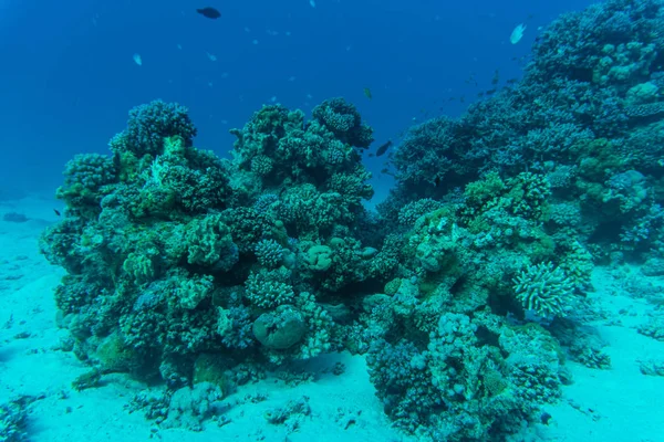 Récif corallien sous-marin de mer rouge avec poissons — Photo