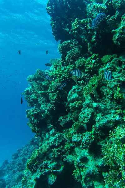 젊은 산호초 모래 바다의 바닥에 형성입니다. 깊은 파란 바다 관점 보기 깨끗 한 물 및 햇빛. 동물 및 식물 해양 생물. — 스톡 사진