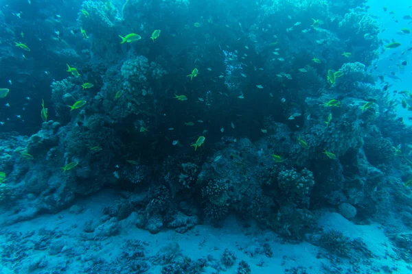 Récif corallien sous-marin de mer rouge avec poissons — Photo