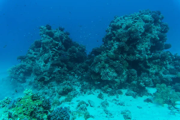 홍 해 수 중의 산호초 물고기와 함께 — 스톡 사진