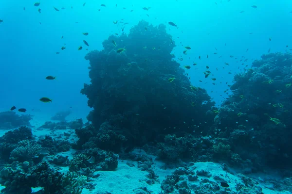 Scène de récif corallien avec des poissons tropicaux sous-marins — Photo