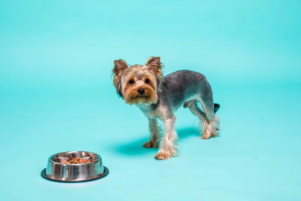 Yorkshire cachorro comiendo un sabroso alimento para perros aislado —  Fotos de Stock