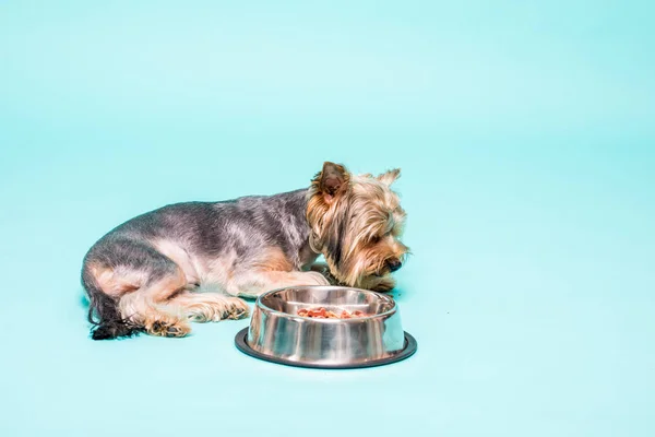 Yorkshire terrier con tazón de acero mirando a la cámara, comer su comida isaloted en blanco —  Fotos de Stock