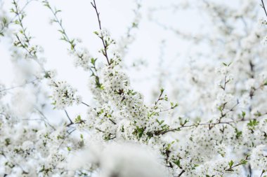Bahar mevsiminde beyaz çiçeklerle güzel açan kiraz ağacı