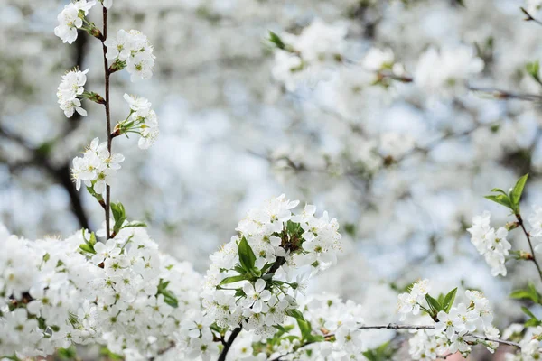 Cherry blossom flowers tree closeup in spring season — Stock Photo, Image