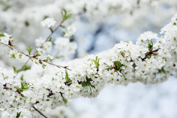 Beautiful blooming cherry tree with white flowers in spring season — Stock Photo, Image