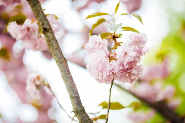 Cherry Blossom or Sakura flower on nature background — Stock Photo, Image