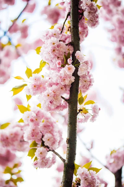 Close up of beautiful pink sakura flowers in the morning. Cherry blossom — Stock Photo, Image