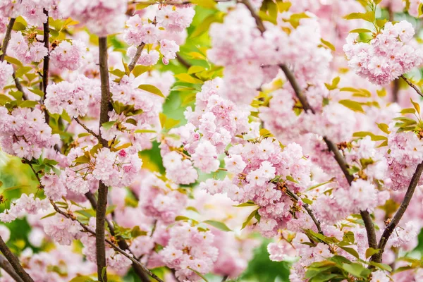 Soft focus Cherry Blossom or Sakura flower on nature background — Stock Photo, Image