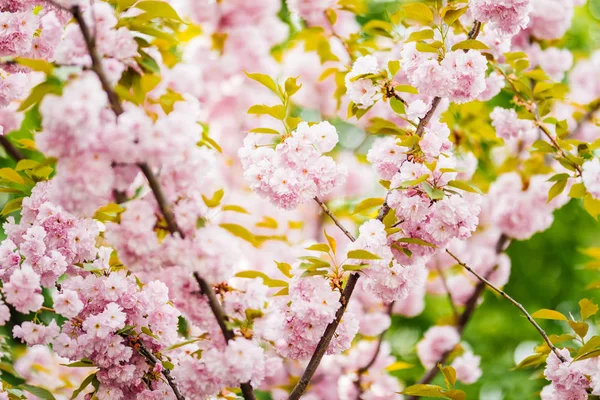 Close up of beautiful pink sakura flowers in the morning. Cherry blossom — Stock Photo, Image