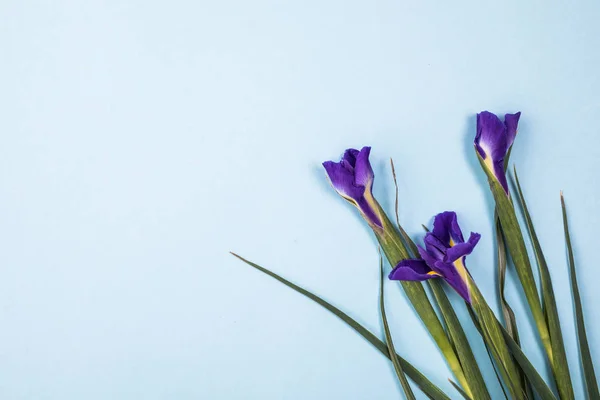 Красивый темно-фиолетовый цветок радужной оболочки — стоковое фото