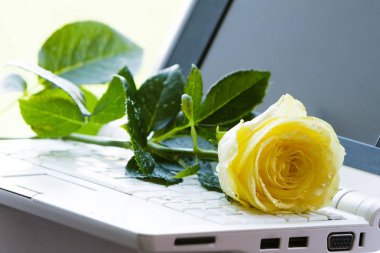 Laptop klavye üzerinde çiçek yalan.