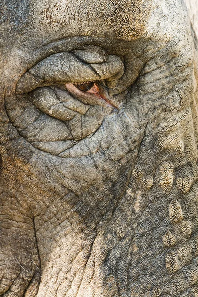 The head and eyes of the elephant close-up. — Stock Photo, Image