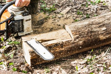 Adam ahşap günlük testere ile kesme.