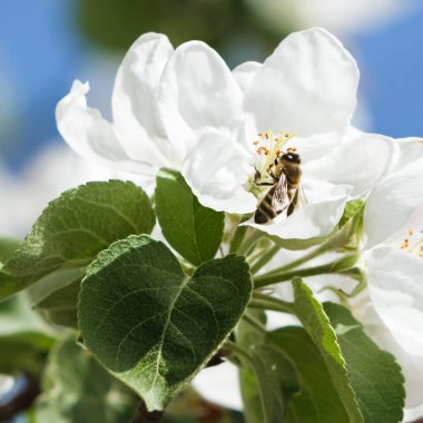 Bir elma ağacı Tozlaşmayı arı.