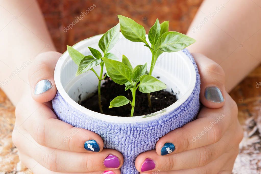 Little plant in hands